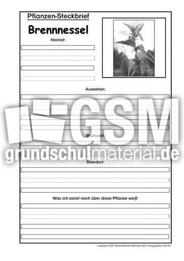 Pflanzensteckbrief-Brennnessel-SW.pdf